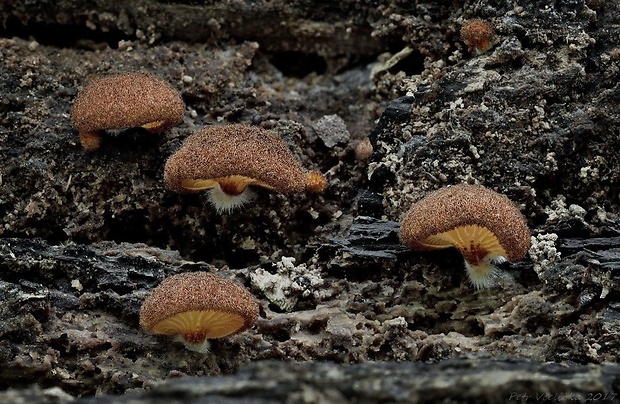 pahliva šafranová Crepidotus crocophyllus (Berk.) Sacc.