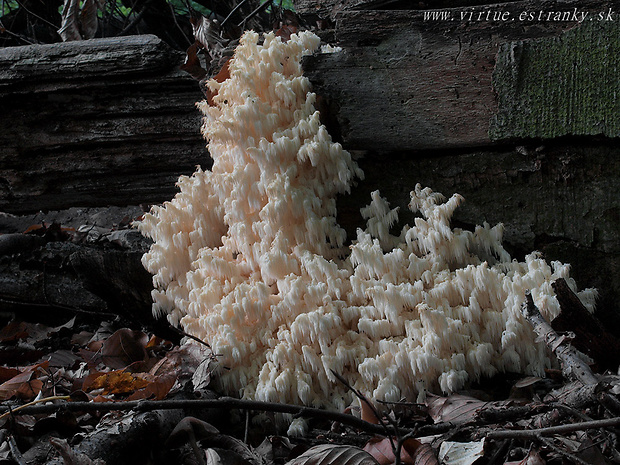 koralovec bukový Hericium coralloides (Scop.) Pers.