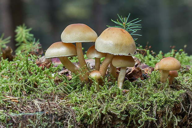 strapcovka maková Hypholoma capnoides (Fr.) P. Kumm.