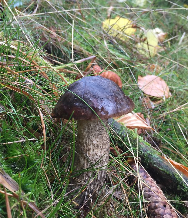 kozák čierny Leccinum melaneum (Smotl.) Pilát & Dermek