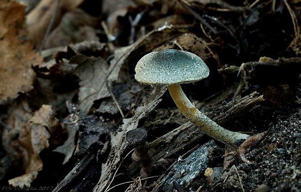 bedlička Grangeova Lepiota grangei (Eyre) Kühner