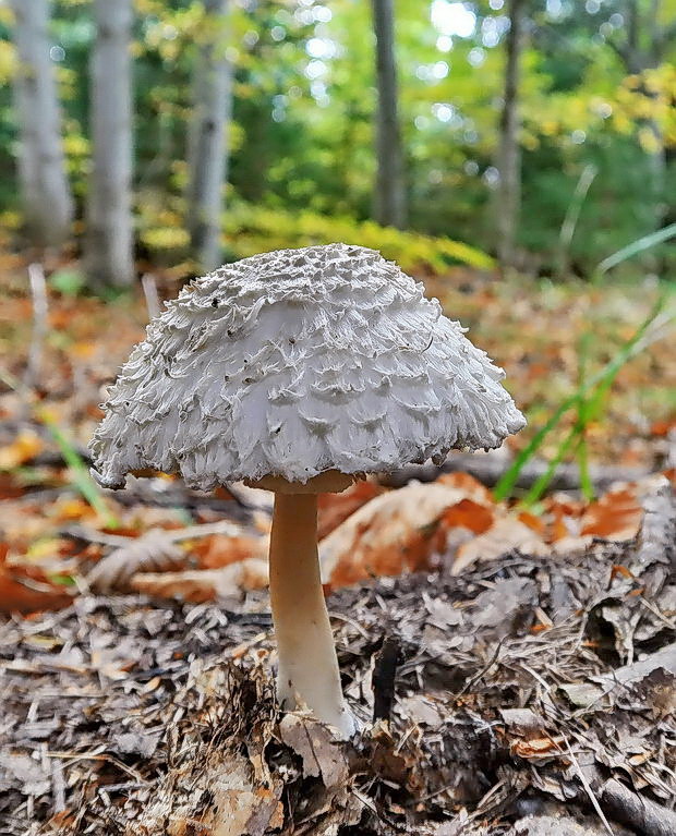 bedľa hustošupinatá Leucoagaricus nympharum (Kalchbr.) Bon