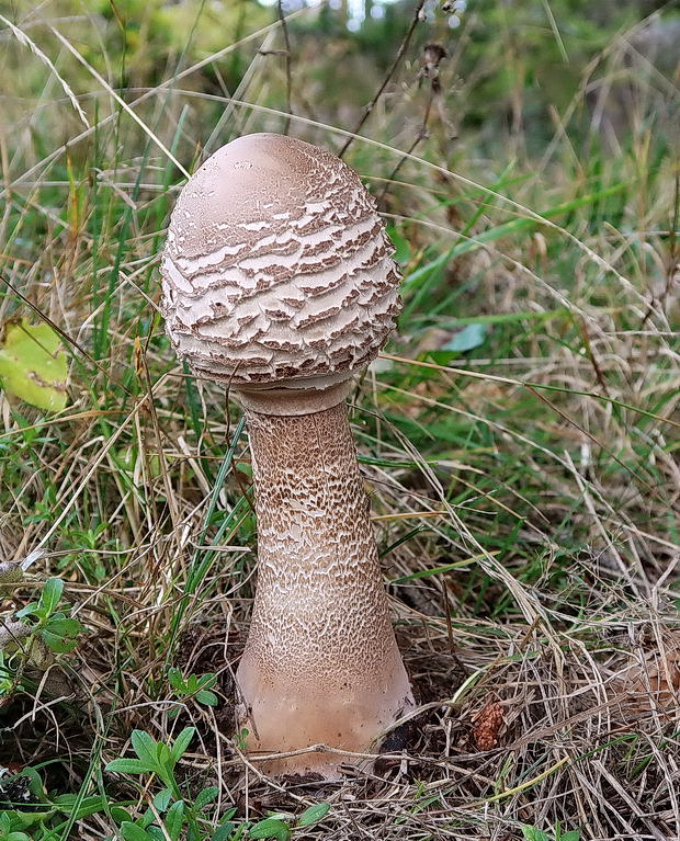 bedľa vysoká Macrolepiota procera (Scop.) Singer