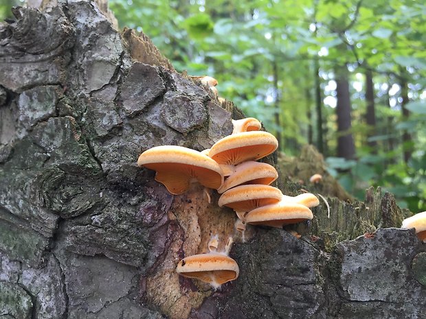 hlivník hniezdovitý Phyllotopsis nidulans (Pers.) Singer