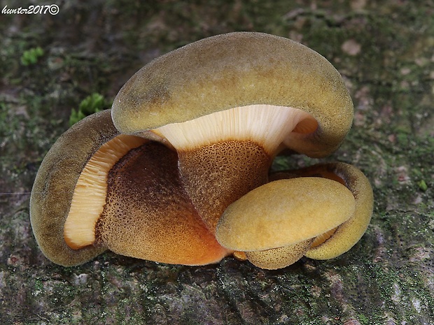 pňovka neskorá Sarcomyxa serotina (Pers.) P. Karst.