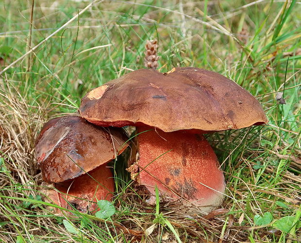 hríb zrnitohlúbikový Sutorius luridiformis (Rostk.) G. Wu & Zhu L. Yang