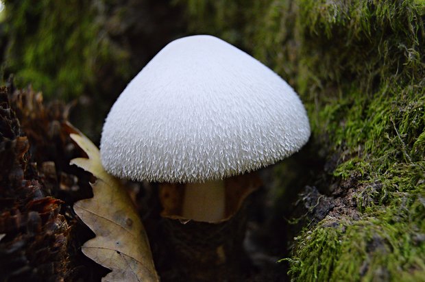 pošvovec stromový Volvariella bombycina (Schaeff.) Singer