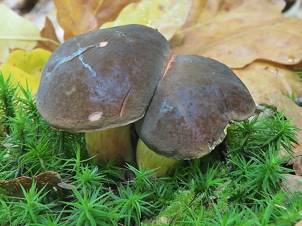 suchohríbnik zamatový Xerocomellus pruinatus (Fr. & Hök) Šutara