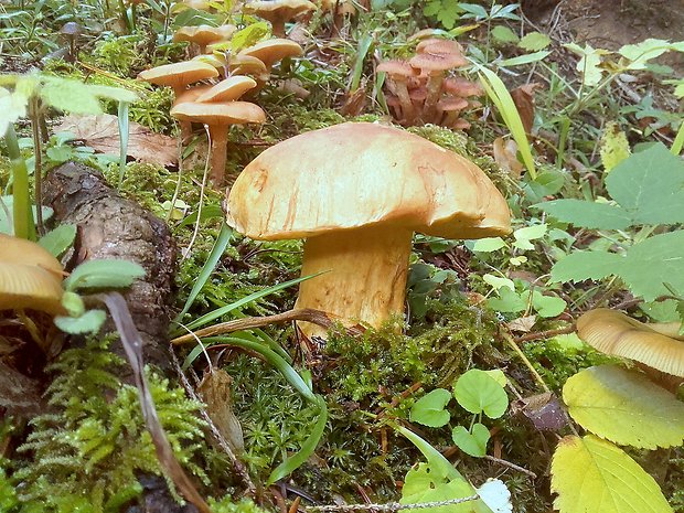 hríb horský Butyriboletus subappendiculatus (Dermek, Lazebn. & J. Veselský) D. Arora & J.L. Frank