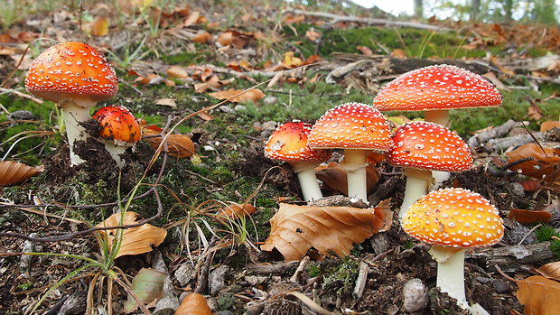 muchotrávka červená Amanita muscaria (L.) Lam.