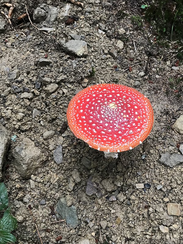 muchotrávka červená Amanita muscaria (L.) Lam.