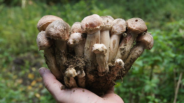 podpňovka tmavá Armillaria ostoyae (Romagn.) Herink