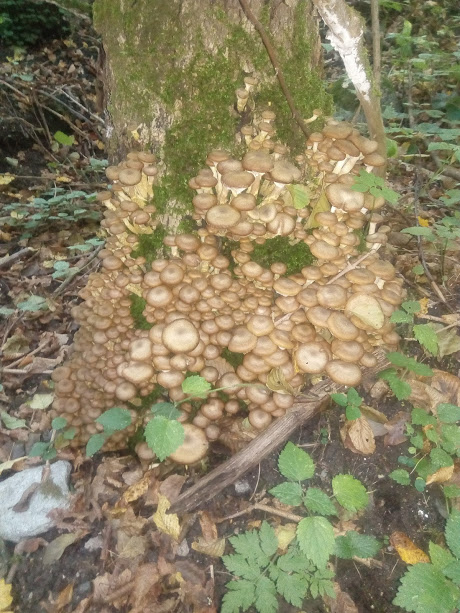 podpňovka Armillaria sp.