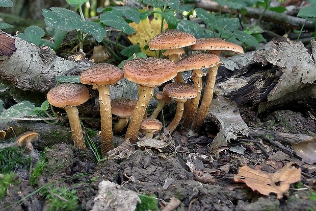 podpňovka Armillaria sp.