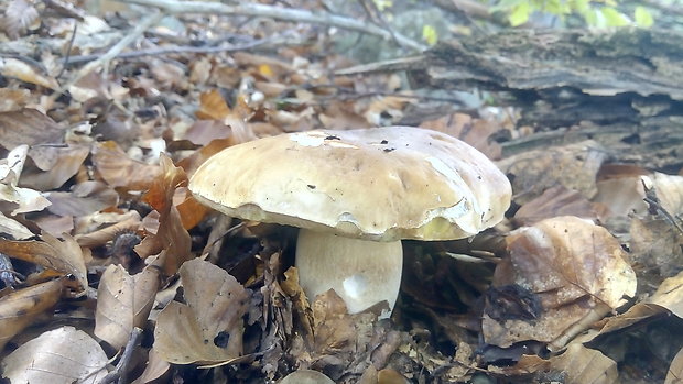 hríb smrekový Boletus edulis Bull.