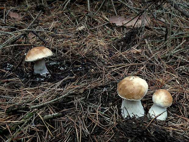 hríb smrekový Boletus edulis Bull.