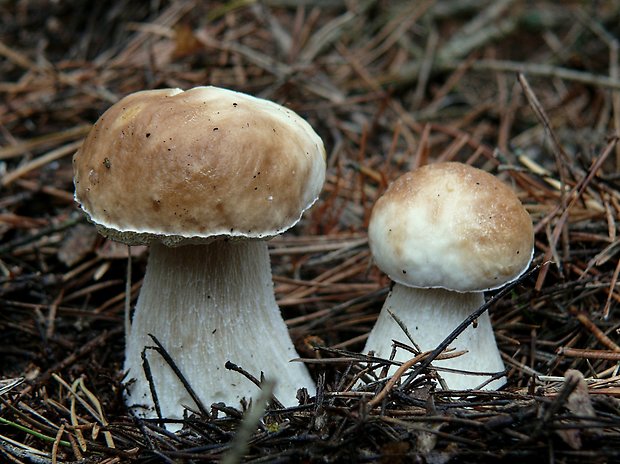 hríb smrekový Boletus edulis Bull.