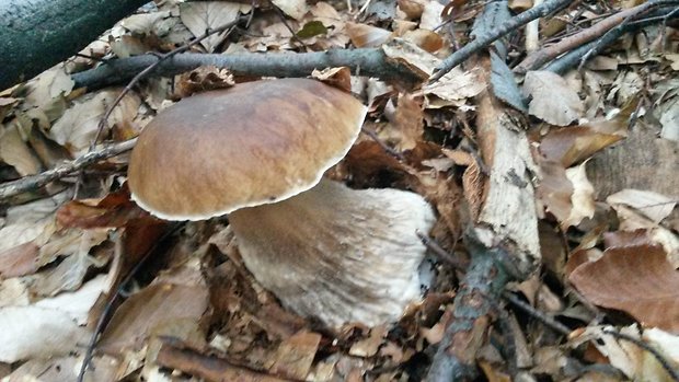 hríb smrekový Boletus edulis Bull.