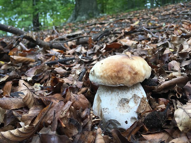 hríb smrekový Boletus edulis Bull.