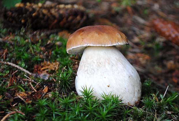 hríb smrekový Boletus edulis Bull.