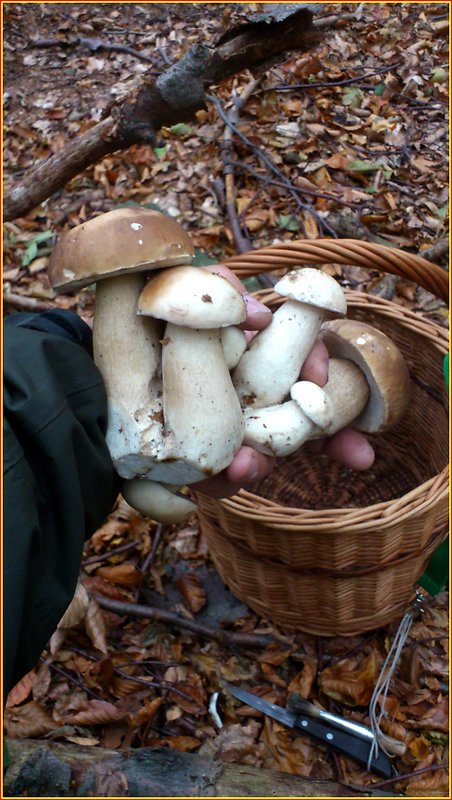 hríb smrekový Boletus edulis Bull.