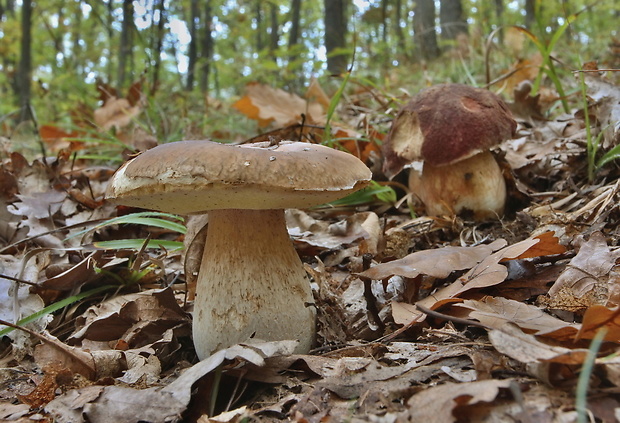 hríb Boletus sp.