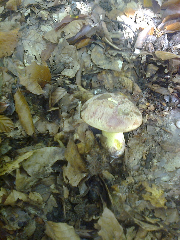 hríb kráľovský Butyriboletus regius (Krombh.) D. Arora & J.L. Frank