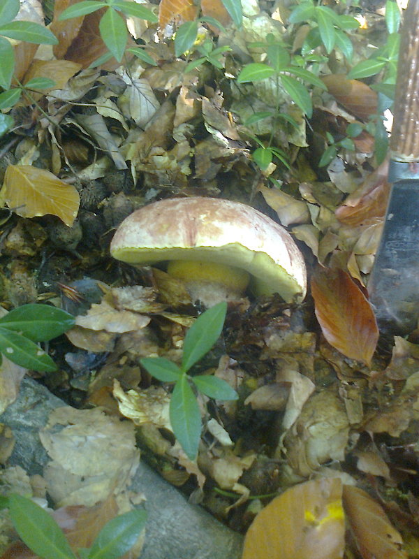 hríb kráľovský Butyriboletus regius (Krombh.) D. Arora & J.L. Frank