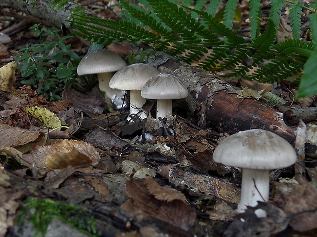 strmuľka inovaťová Clitocybe nebularis (Batsch) P. Kumm.