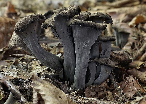 lievik trúbkovitý Craterellus cornucopioides (L.) Pers.