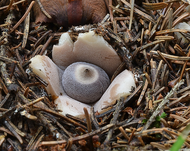 hviezdovka štvorcípová Geastrum quadrifidum DC. ex Pers.