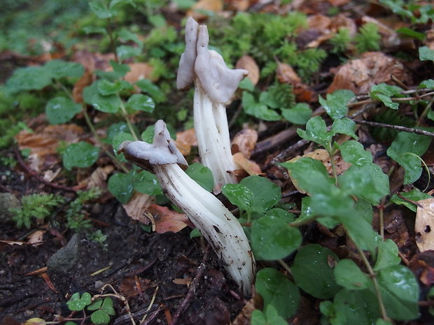 chriapač kučeravý Helvella crispa (Scop.) Fr.