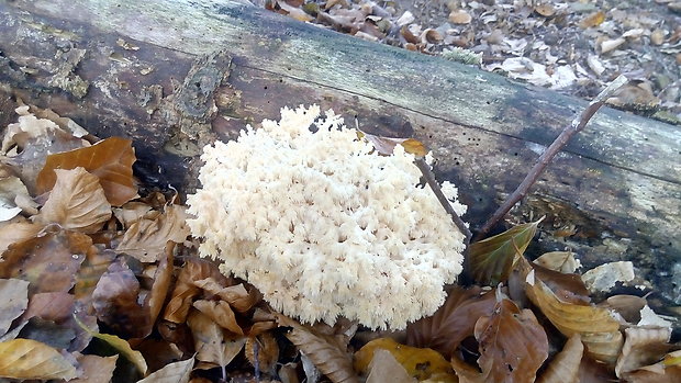 koralovec bukový Hericium coralloides (Scop.) Pers.