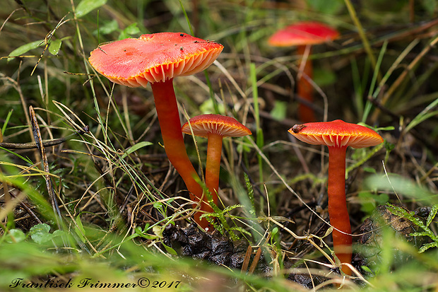 lúčnica šarlátová Hygrocybe coccinea (Schaeff.) P. Kumm.