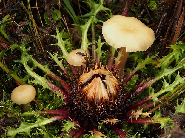 lúčnica juchtová Hygrocybe russocoriacea (Berk. & T.K. Mill.) P.D. Orton & Watling