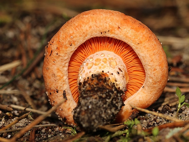 rýdzik pravý Lactarius deliciosus (L.) Gray