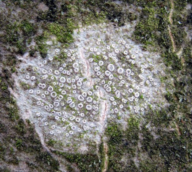 lekanora hrabová Lecanora carpinea (L.) Vain.