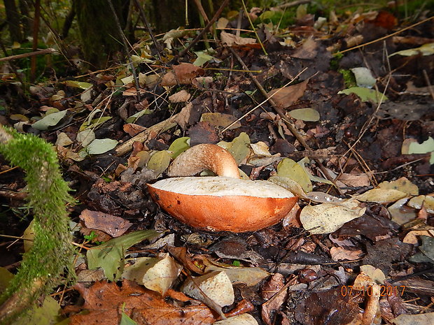 kozák dubový Leccinum aurantiacum (Bull.) Gray