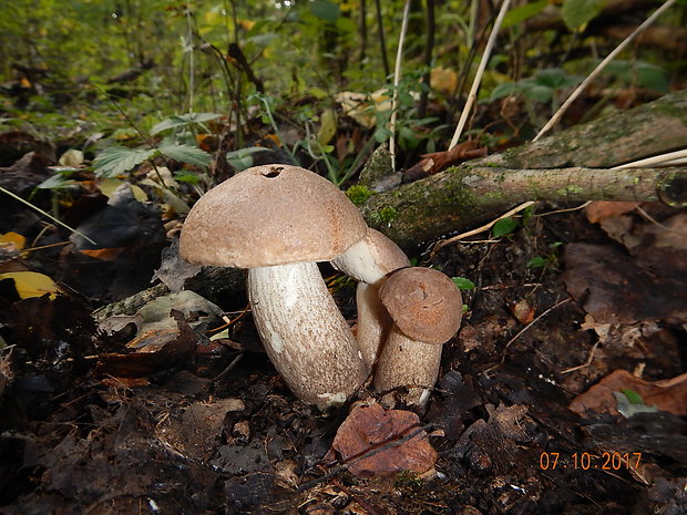 kozák topoľový Leccinum duriusculum (Schulzer ex Kalchbr.) Singer