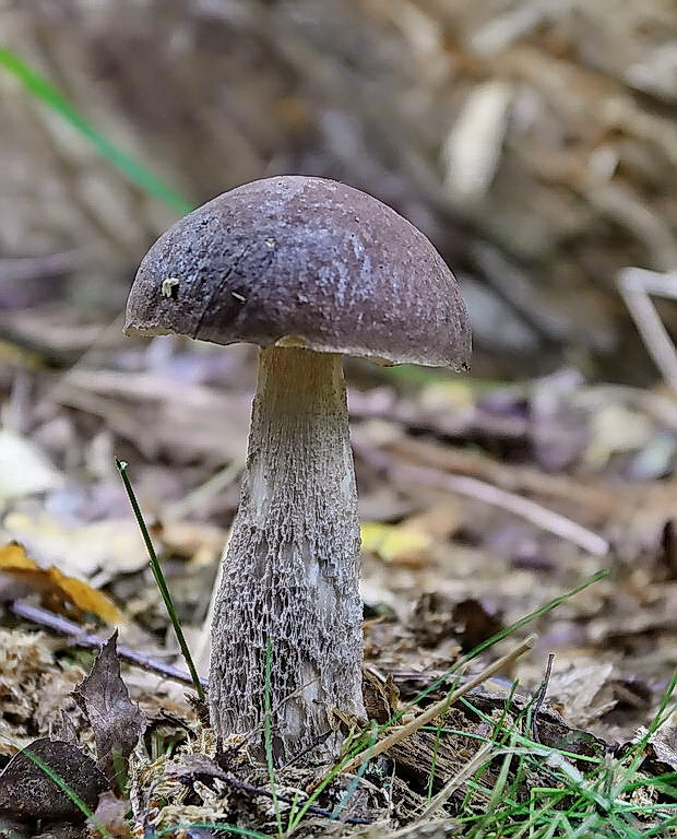 kozák brezový Leccinum scabrum (Bull.) Gray