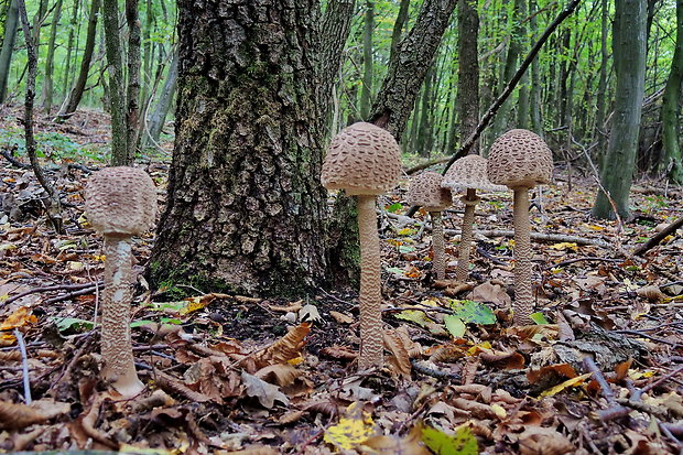 bedľa vysoká Macrolepiota procera (Scop.) Singer