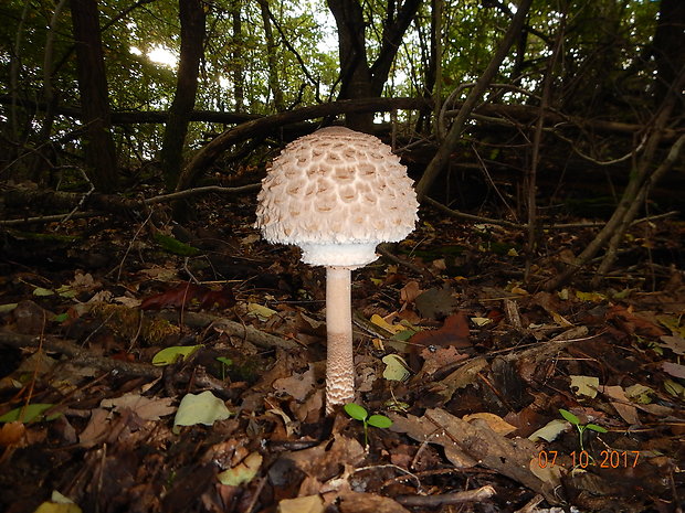 bedľa vysoká Macrolepiota procera (Scop.) Singer