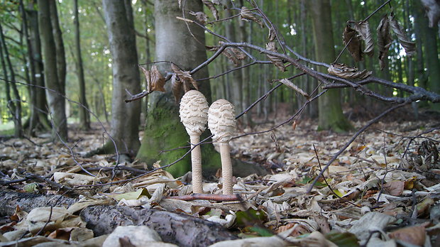 bedľa vysoká Macrolepiota procera (Scop.) Singer