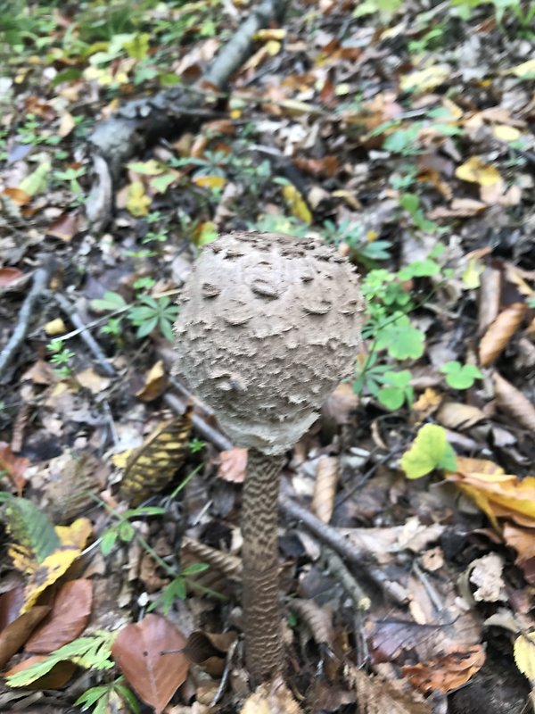 bedľa vysoká Macrolepiota procera (Scop.) Singer