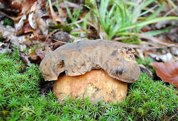 hríb zrnitohlúbikový Sutorius luridiformis (Rostk.) G. Wu & Zhu L. Yang