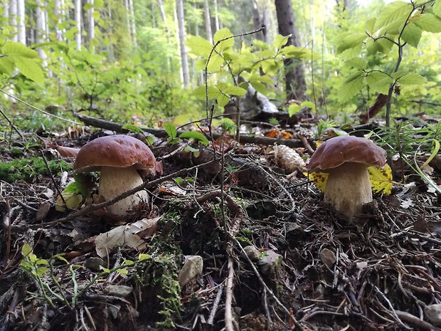 hríb smrekový Boletus edulis Bull.