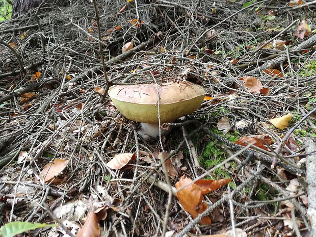 hríb smrekový Boletus edulis Bull.