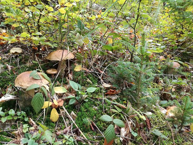 hríb smrekový Boletus edulis Bull.