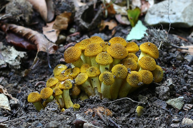 podpňovka obyčajná Armillaria mellea (Vahl) P. Kumm.