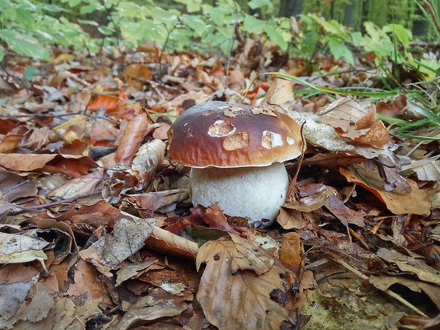 hríb smrekový Boletus edulis Bull.